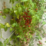 Red Currant Tomato Seeds - High-Yielding, Sweet Fruit, Easy to Grow