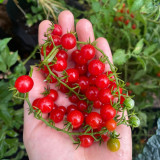 Red Currant Tomato Seeds - High-Yielding, Sweet Fruit, Easy to Grow