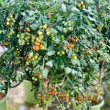 Orange Fountain Tomato - Exceptionally high sugar content, ideal for fresh eating