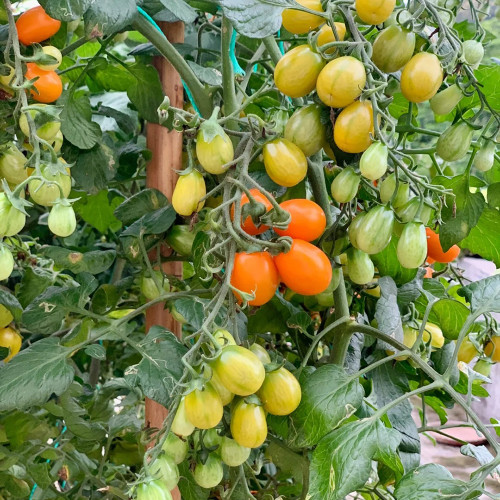 Orange Fountain Tomato - Exceptionally high sugar content, ideal for fresh eating