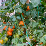 Orange Fountain Tomato - Exceptionally high sugar content, ideal for fresh eating