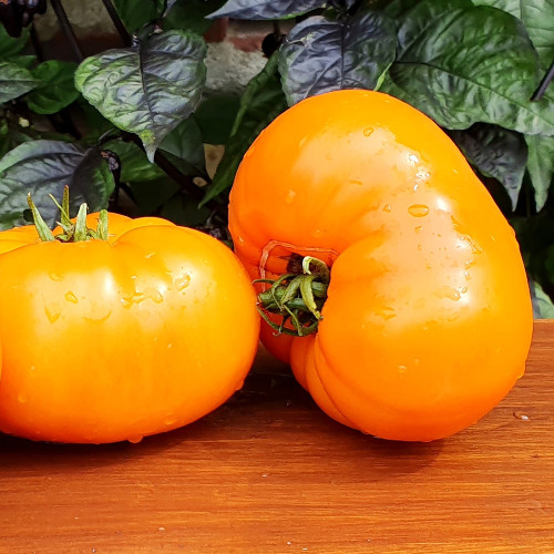 'Peaches and Cream' Tomato Seeds - Heirloom, Low-Acid, Bright Orange Beefsteak Fruits