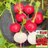 'Ailuo' Cherry Radish Seeds - Fast-Growing, Stable Yield, Heat Tolerance & Disease Resistance