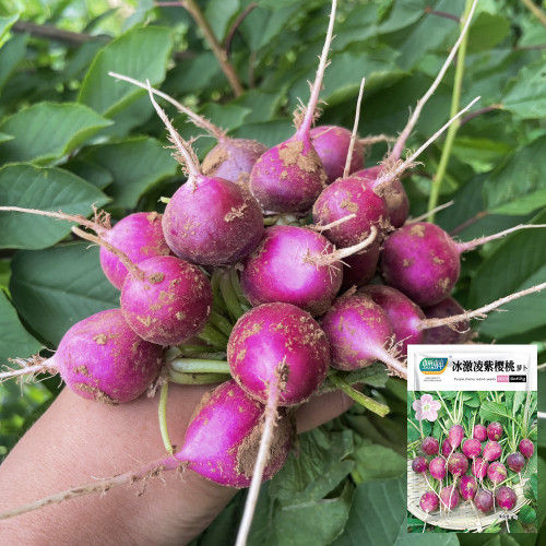 Purple Cherry Radish Seeds - Sweet Crisp White Flesh, Thin Skin Thick Flesh, Early Maturing High Yield Variety