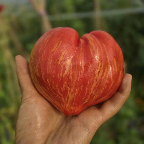 'Dwarf Stone Creek Heart' Tomato Seeds - Compact, Scarlet & Gold Striped Hearts