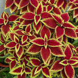 Garden Coleus Mixed Seeds - Vibrant Color Compact Foliage for Garden & Indoor Planting