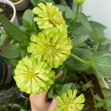 Green Envy Zinnia Seeds - Sturdy Stems, Ideal for Landscaping and Arrangements
