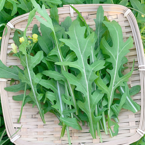 Arugula Seeds - Drought Resistant, Fast-Growing, Tender Leaves for Stir-Fries and Fresh Salads