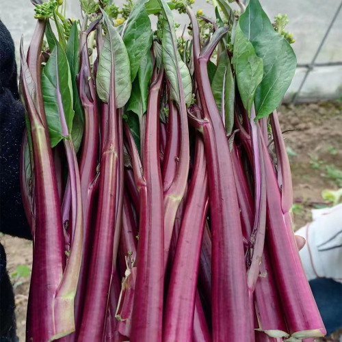 'Hongxiu 58' Flowering Stalk Seeds - Early Maturing, High Yield, Strong Stress Tolerance, Reliable Harvests