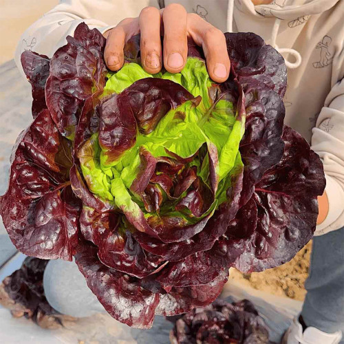Coffee-colored Butter Lettuce Seeds - Soft Leaves, Buttery Texture & High Yield, Disease Resistant