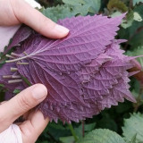Bicolor Perilla Seeds - Easy to Grow, Fast Germinating, Ornamental & Culinary Herb for Garden