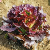 Coffee-colored Butter Lettuce Seeds - Soft Leaves, Buttery Texture & High Yield, Disease Resistant