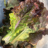 Red Loose-leaf Lettuce Seeds - Crisp, Tender & High in Dietary Fiber for Fresh Salads