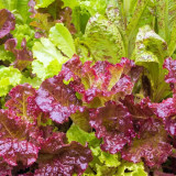Red Loose-leaf Lettuce Seeds - Crisp, Tender & High in Dietary Fiber for Fresh Salads