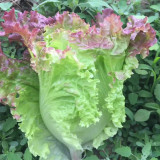 Red Leaf Romaine Lettuce Seeds - Crisp, Upright Growth, Fiber-Free, Ideal for Salads