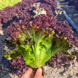 Red Loose-leaf Lettuce Seeds - Crisp, Tender & High in Dietary Fiber for Fresh Salads