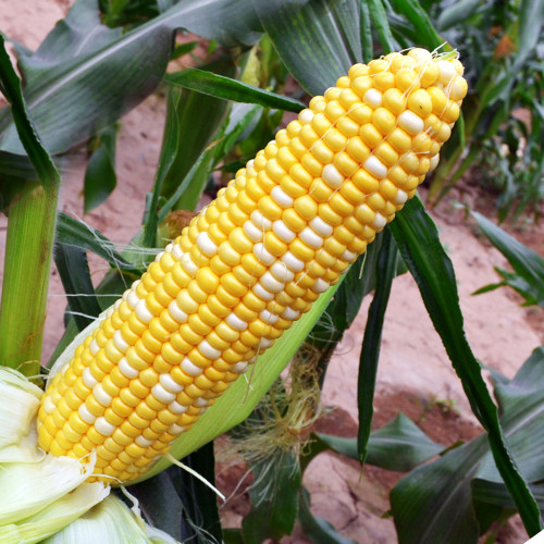 'Etianyu No.3' Corn Seeds - Bicolor, Super Sweet, Non-GMO Fruit Corn