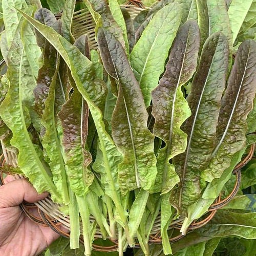 Purple Youmai Cai Seeds - Rich in Anthocyanins, Suitable for Salads and Stir-Fries