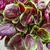 Red-Green Round-leaf Amaranth Seeds - Tender Leaves, High Yield, Early Maturing & Bolt Resistant Vegetable