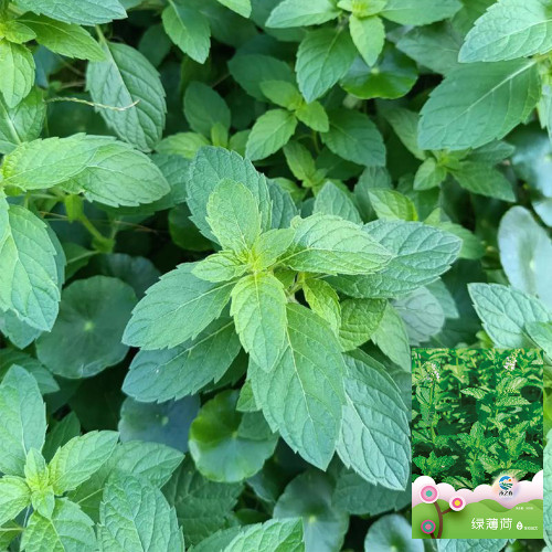Spearmint Seeds - Vigorous Perennial Spearmint Herb, Heat Tolerant