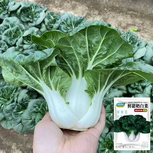 Fresh Sweet Bok Choy Seeds - Uniform Growth, Easy to Grow in Gardens and Containers
