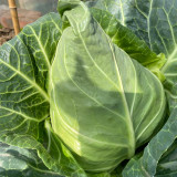 Huachun Oxheart Cabbage Seeds - Early-Maturing, Sweet & Crisp, High-Yield