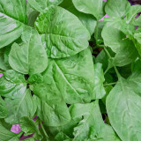 Round-leaf White Amaranth Seeds - Heat Tolerant, Fast Growing, High Yield Vegetable