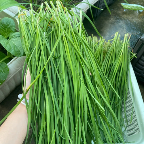 Fine-Leaf Snow Leek Seeds - Cold-Hardy Snow Leek with Upright Growth, Tender & Flavorful for Cooking