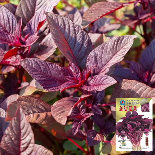 Red Amaranth Seeds - Early Maturing, Heat Drought Resistant, Productive, Tender Low-Fiber Leafy Green