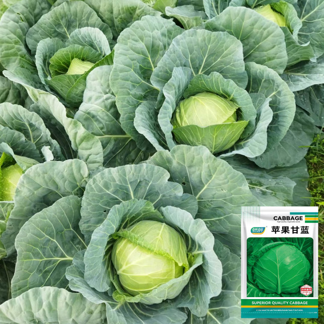 Apple Cabbage Seeds - Early, Sweet, Non-GMO, Compact Round Heads, Reliable Yield