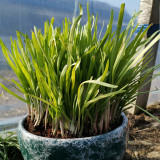 Dugen Red Chinese Chives Seeds - High Yield, Red Stem, Disease Resistant, Premium Variety