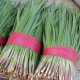 Dugen Red Chinese Chives Seeds - High Yield, Red Stem, Disease Resistant, Premium Variety