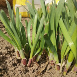 Shandong Traditional Red-Root Leek Seeds - Rich in Anthocyanins, High Disease Resistance, Ideal for Beginners