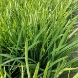 Dugen Red Chinese Chives Seeds - High Yield, Red Stem, Disease Resistant, Premium Variety