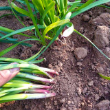 Dugen Red Chinese Chives Seeds - High Yield, Red Stem, Disease Resistant, Premium Variety