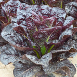 Purple Peacock Lettuce Seeds - Heat Tolerant, Early Maturing, Ornamental, Wide Adaptability