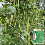 Yuyan Zaoguan Cowpea Seeds - High Yield, Suitable for Dense Planting, Easy to Harvest