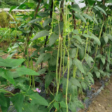 'Jiangshan Sijin' Cowpea Seeds - Early-Mid Season, Heat Tolerant, High Market Quality