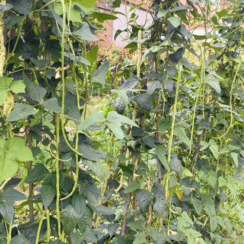 Shengcui No.2 Cowpea Seeds - High Double-Pod Rate, Continuous Flowering, Vigorous Growth