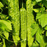 'Lvjinlong' Bitter Melon Seeds - Early-Maturing, Disease & Cold Resistant, High-Yield Variety