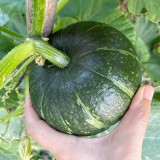 Green Baby Mini Pumpkin Seeds - Sweet, Fine Texture, Deep Yellow Flesh, Ideal for Gourmet Cooking