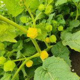 Golden Ground Cherry Seeds - Early-Maturing, Sweet Berry, High-Yield, Easy to Grow