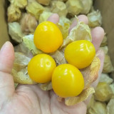 Groundcherry Seeds - F1 Hybrid, High-Yield, Disease Resistant, Long Harvest, Sweet Flavor, Easy to Grow