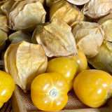 Golden Ground Cherry Seeds - Early-Maturing, Sweet Berry, High-Yield, Easy to Grow