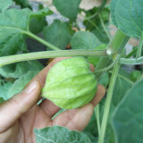 Groundcherry Seeds - F1 Hybrid, High-Yield, Disease Resistant, Long Harvest, Sweet Flavor, Easy to Grow
