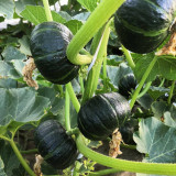 Zhongbei No.2 Pumpkin Seeds - High-Yield, Early-Maturing, and Easy to Grow