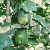 Apple Luffa Seeds - Short Cylindrical Shape, Thick Flesh, High Yield, Fast Growing, Easy to Grow