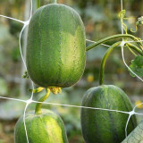 Taiwan Apple Luffa Seeds - Short Cylindrical, Crisp Sweet Fruit, F1 Hybrid, Early Maturing & High Yield