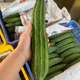 Traditional Angled Luffa Seeds - Long Straight Fruits, Crisp Tender Flavor, Early Maturing, Disease Resistant
