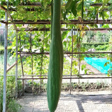 Giant No.1 Extra-long Luffa Seeds - F1 Variety, Fast-Growing, High Adaptability & Yield